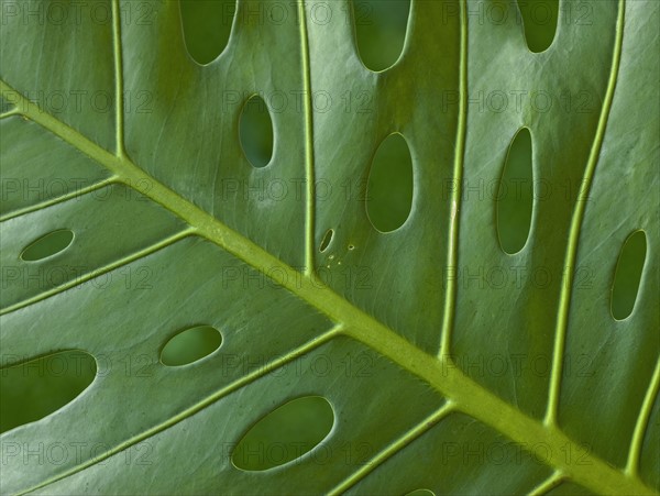 Close up of tropical leaf.