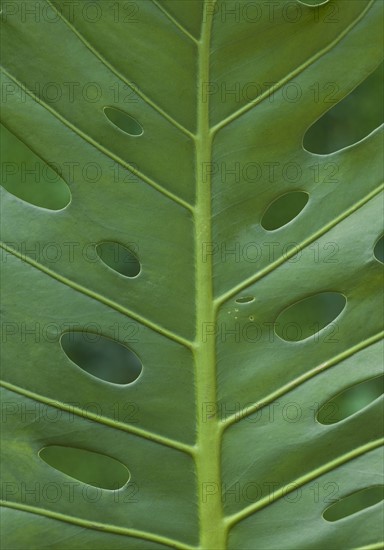 Close up of tropical leaf.