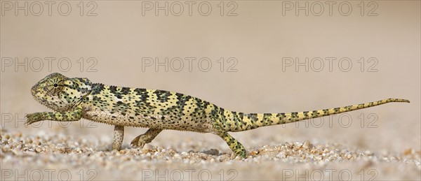 Side view of chameleon walking. Date : 2008