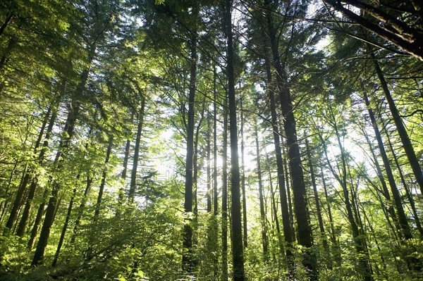 Low angle view of forest. Date : 2008