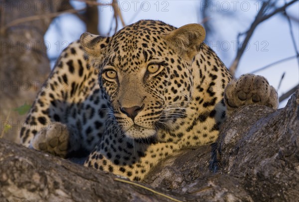 Leopard resting in tree. Date : 2008