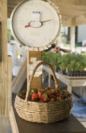 Basket of fresh strawberries on scale. Date : 2008