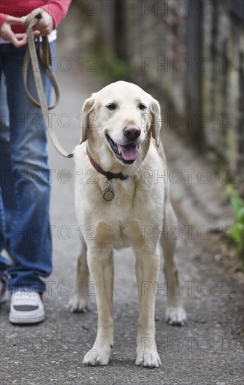 Girl walking dog on leash. Date : 2008