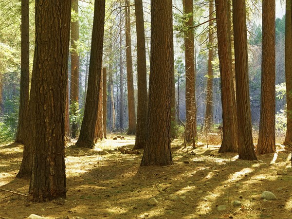 Tranquil forest scene. Date : 2008