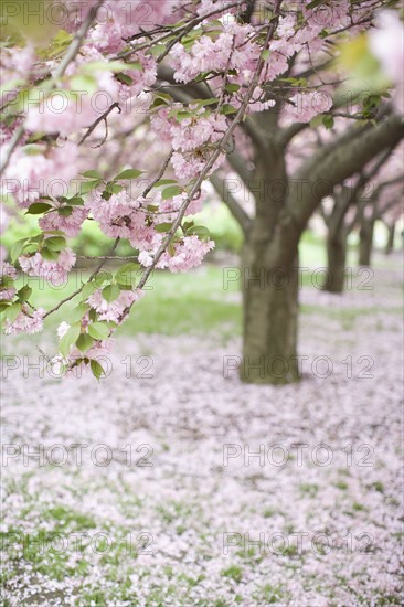 Tree blossoms in park. Date : 2008