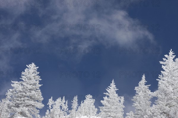 Low angle view of snow covered trees. Date : 2008