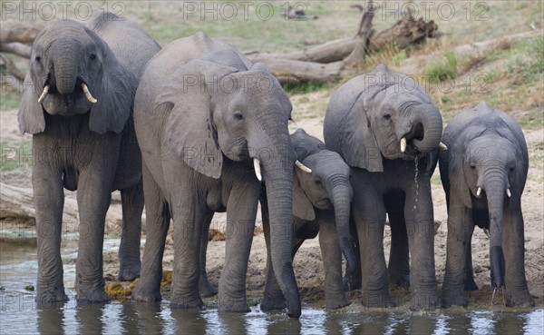 Elephants drinking water. Date : 2008