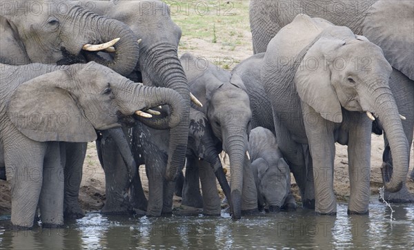 Elephants drinking water. Date : 2008