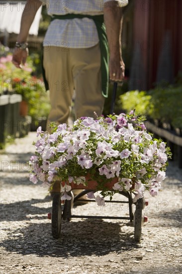 Man working in garden center. Date : 2008