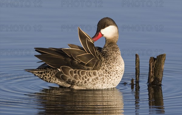 Duck preening feathers. Date : 2008