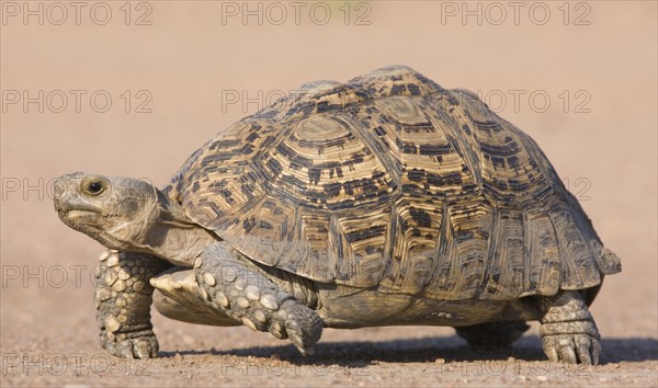 Tortoise walking in sand. Date : 2008