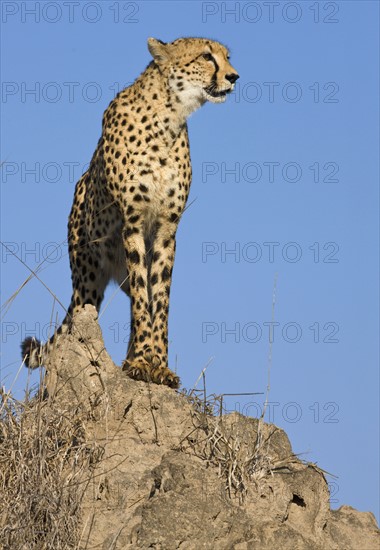 Cheetah standing on rock. Date : 2008