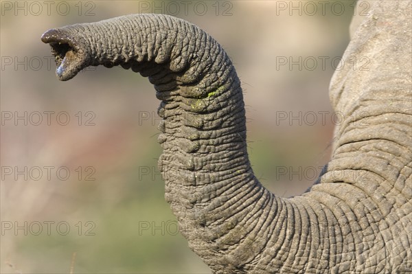 Close up of elephant’s trunk. Date : 2008