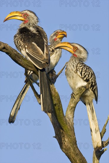 Three birds perched on tree branch. Date : 2008