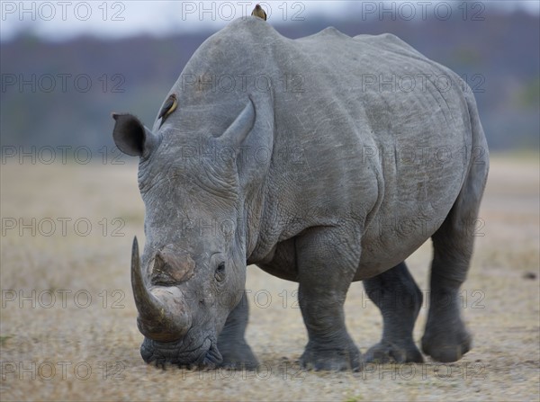 Rhinoceros grazing on grass. Date : 2008