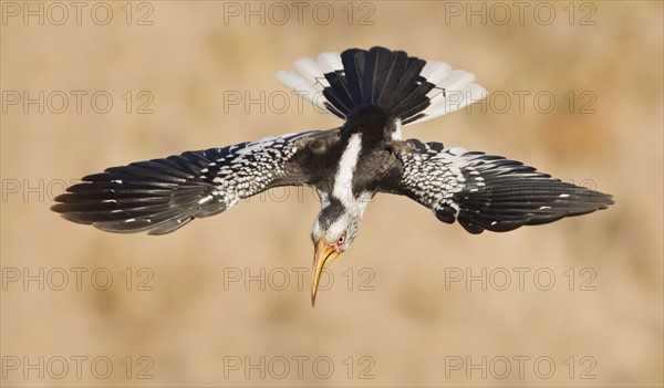 Bird in flight. Date : 2008