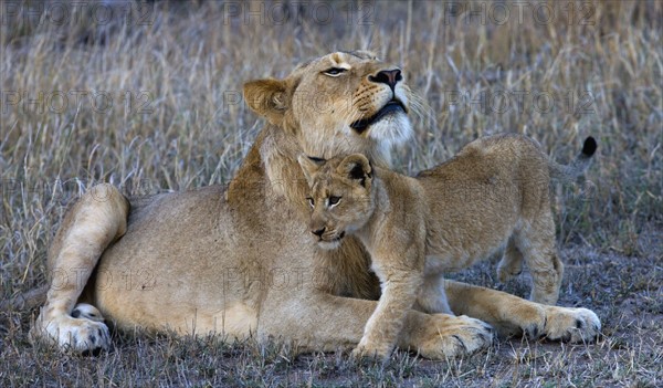 Female lion with cub. Date : 2008