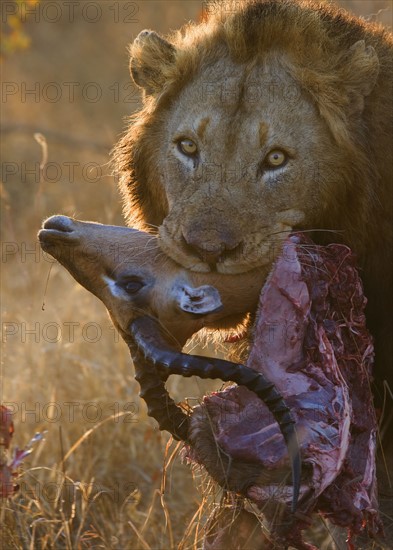 Close up of lion holding carcass in mouth. Date : 2008