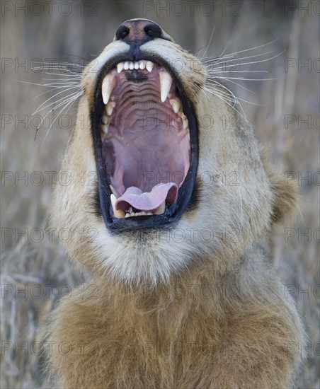 Lion roaring. Date : 2008
