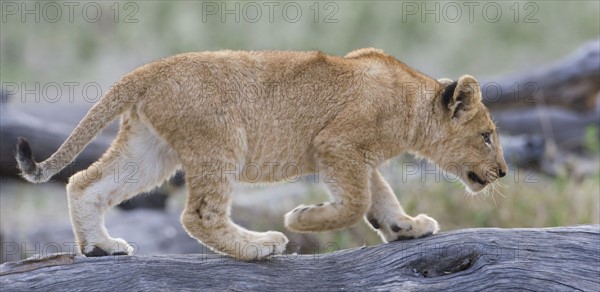 Lion cub walking on log. Date : 2008