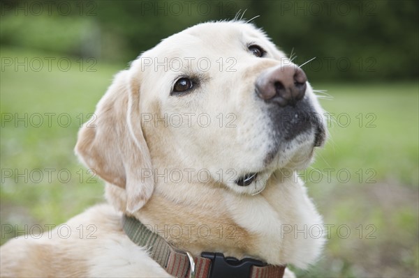 Close up portrait of dog. Date : 2008