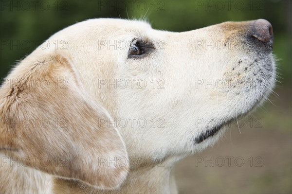 Close up portrait of dog. Date : 2008