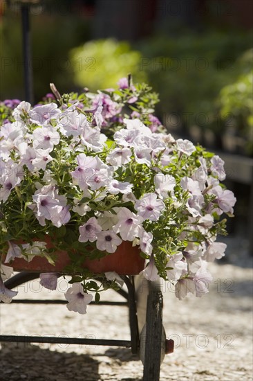 Fresh flowers in cart. Date : 2008