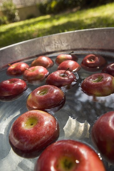 Apples in bucket of water. Date : 2008