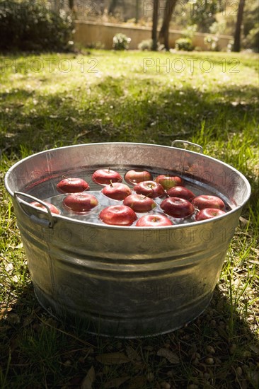 Apples in bucket of water. Date : 2008