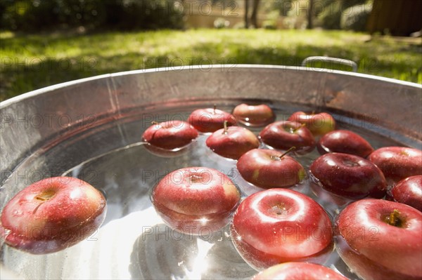 Apples in bucket of water. Date : 2008