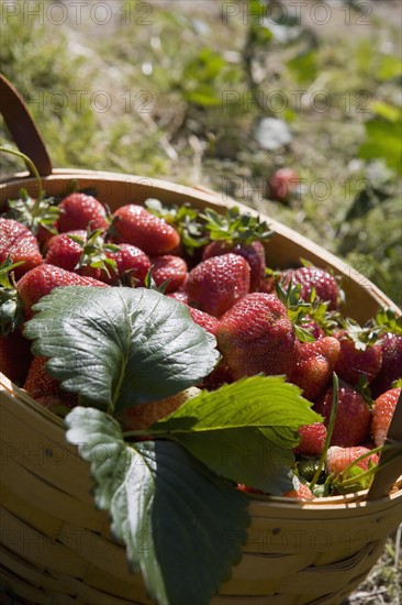 Basket full of fresh strawberries. Date : 2008