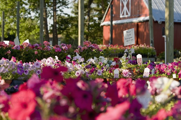 Flats of fresh flowers at nursery. Date : 2008