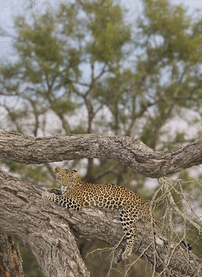 Leopard resting in tree. Date : 2008