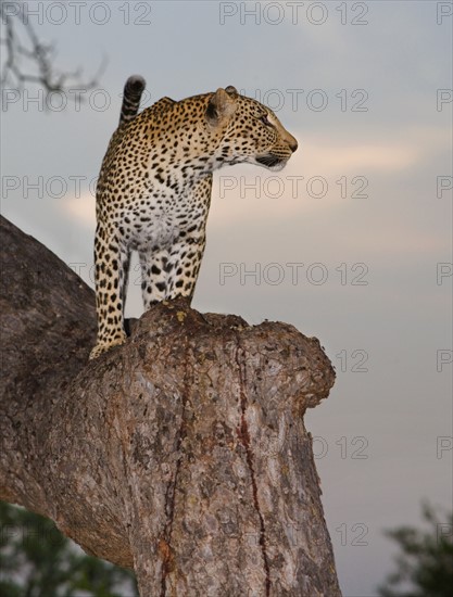 Leopard standing in tree. Date : 2008
