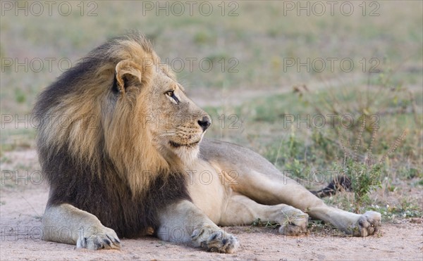 Lion lying down in dirt. Date : 2008
