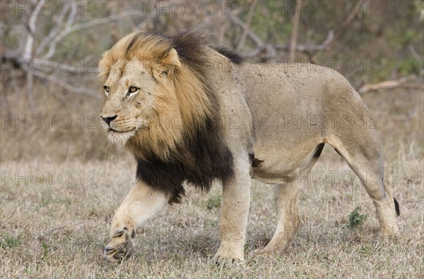 Lion walking in field. Date : 2008