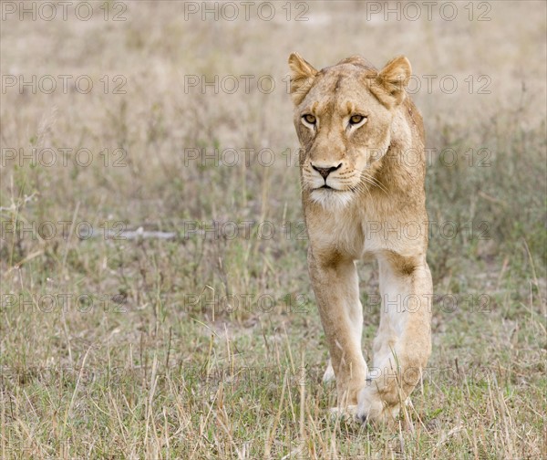 Female lion walking in field. Date : 2008