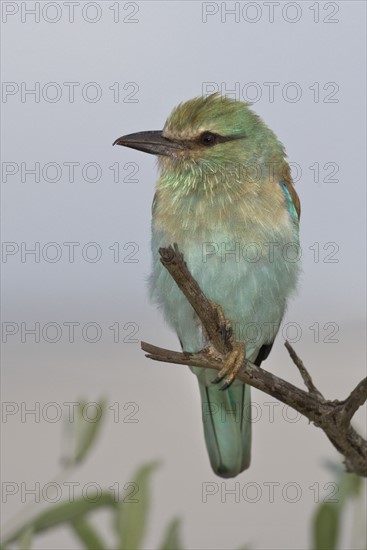 Small bird perched on branch. Date : 2008