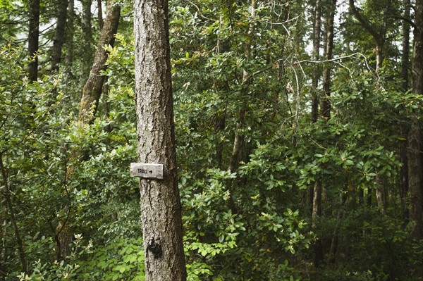 Trail sign on tree in forest. Date : 2008