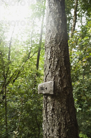 Trail sign on tree in forest. Date : 2008