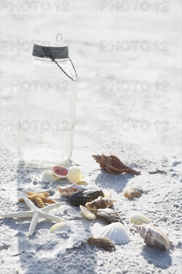 Collection of starfish and shells. Date : 2008