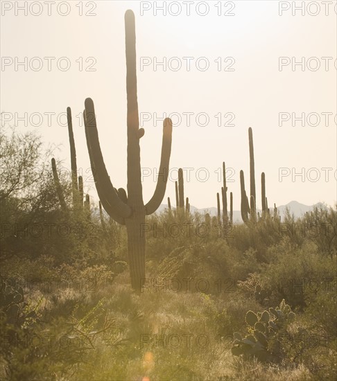 Cactus plants, Saguaro National Park, Arizona.