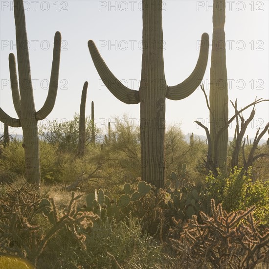 Cactus plants, Saguaro National Park, Arizona.