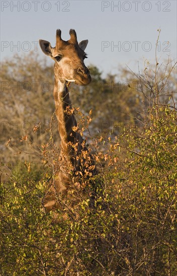 Giraffe standing behind trees. Date : 2008