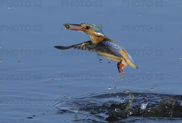 Bird emerging from water. Date : 2008