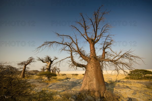Barren trees on Kubu Island, Botswana. Date : 2008
