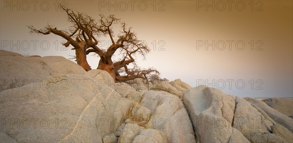 Barren tree among rocks on Kubu Island, Botswana. Date : 2008