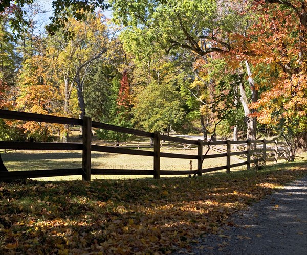 Autumn leaves in countryside. Date: 2008