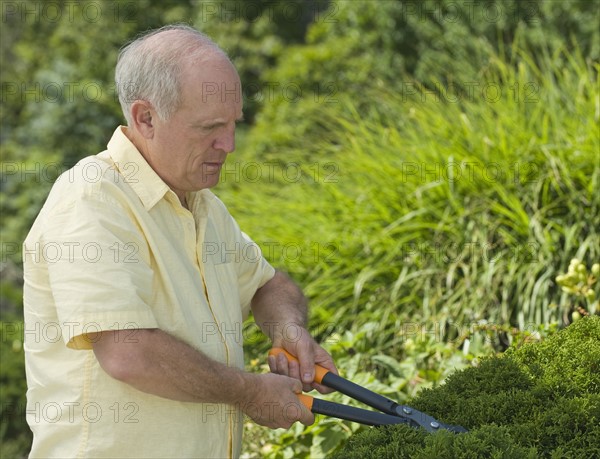 Senior man pruning hedges.