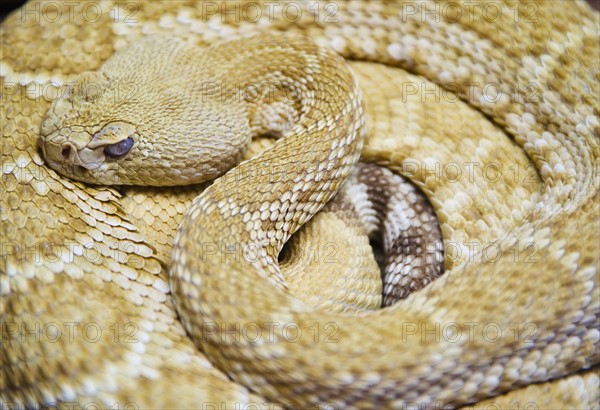 Close up of Western diamondback rattlesnake.